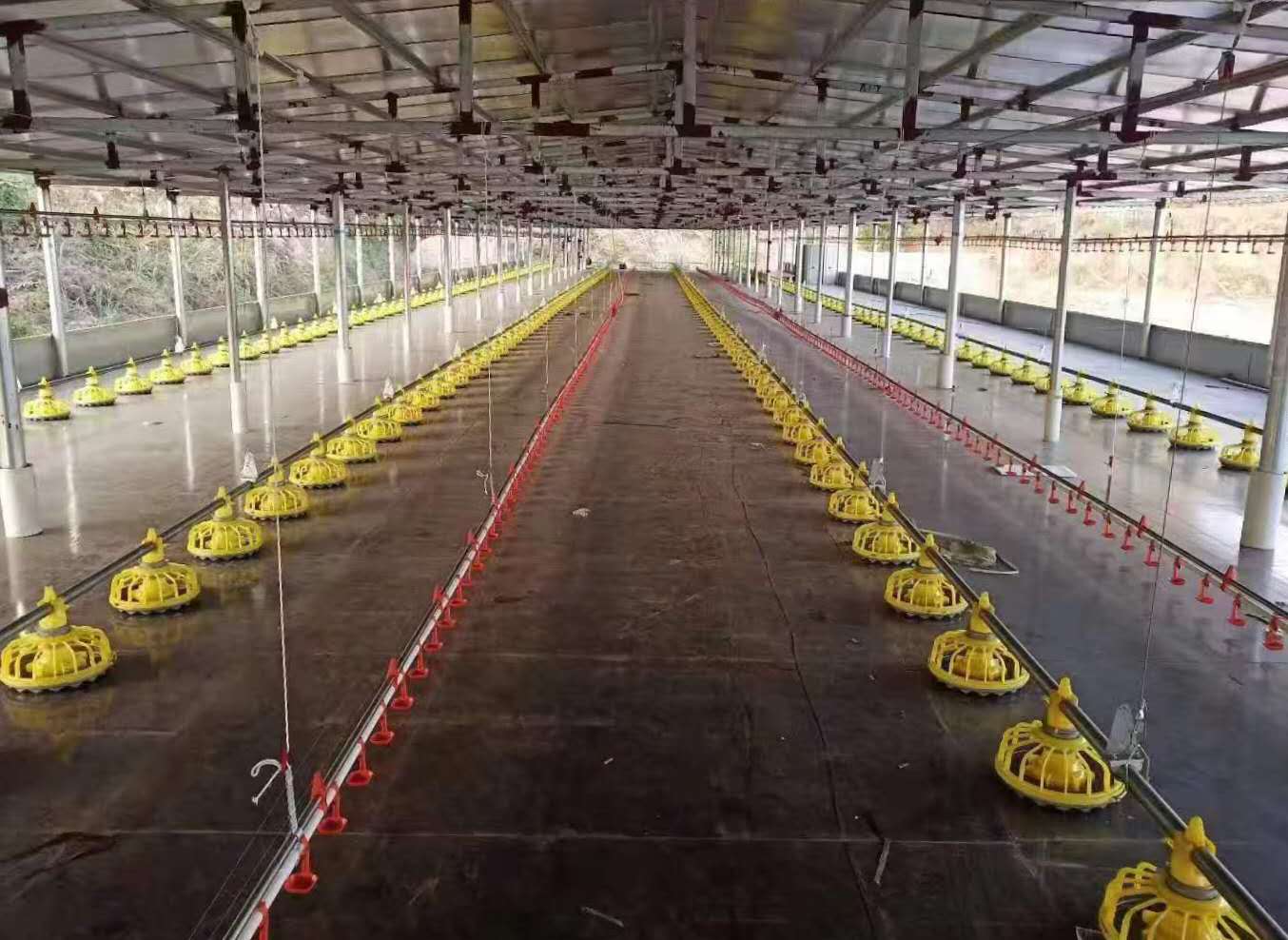 Thiết bị nuôi giống gà nuôi mặt phẳng
