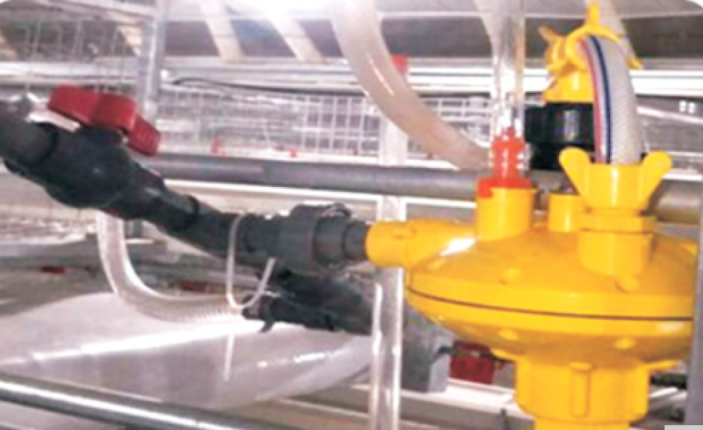 Hệ thống nước uống tự động dạng tầng cho gà mái đẻ