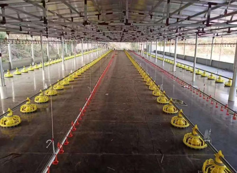 Thiết bị nuôi giống gà nuôi mặt phẳng