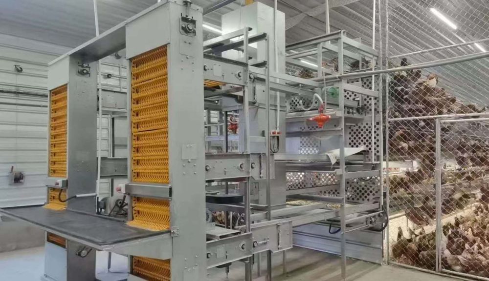 Thiết bị nuôi gà giống gà đẻ trứng
