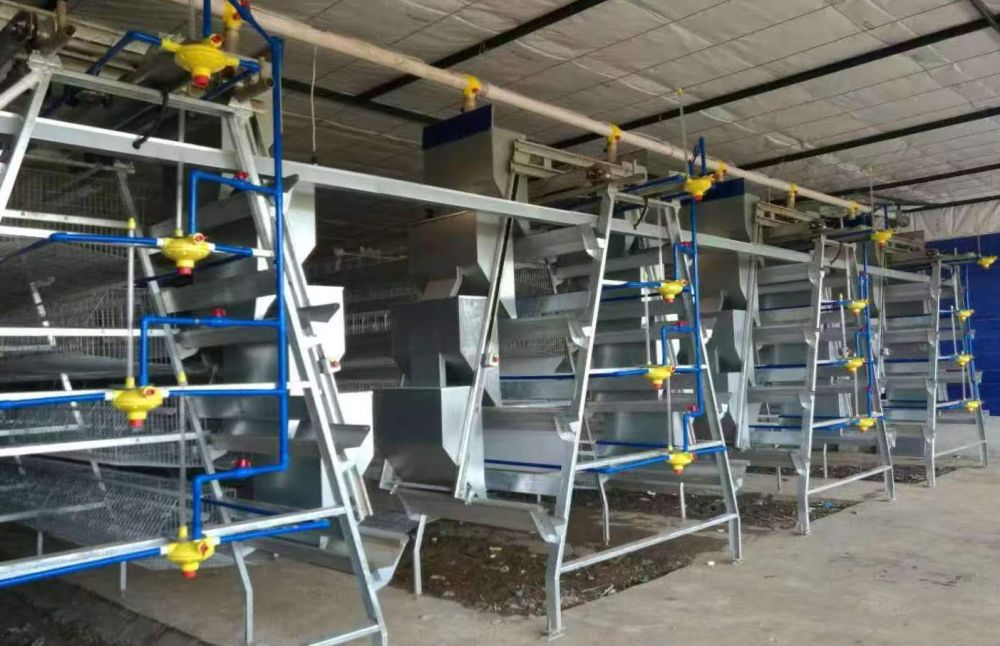 Thiết bị nuôi gà giống gà đẻ trứng