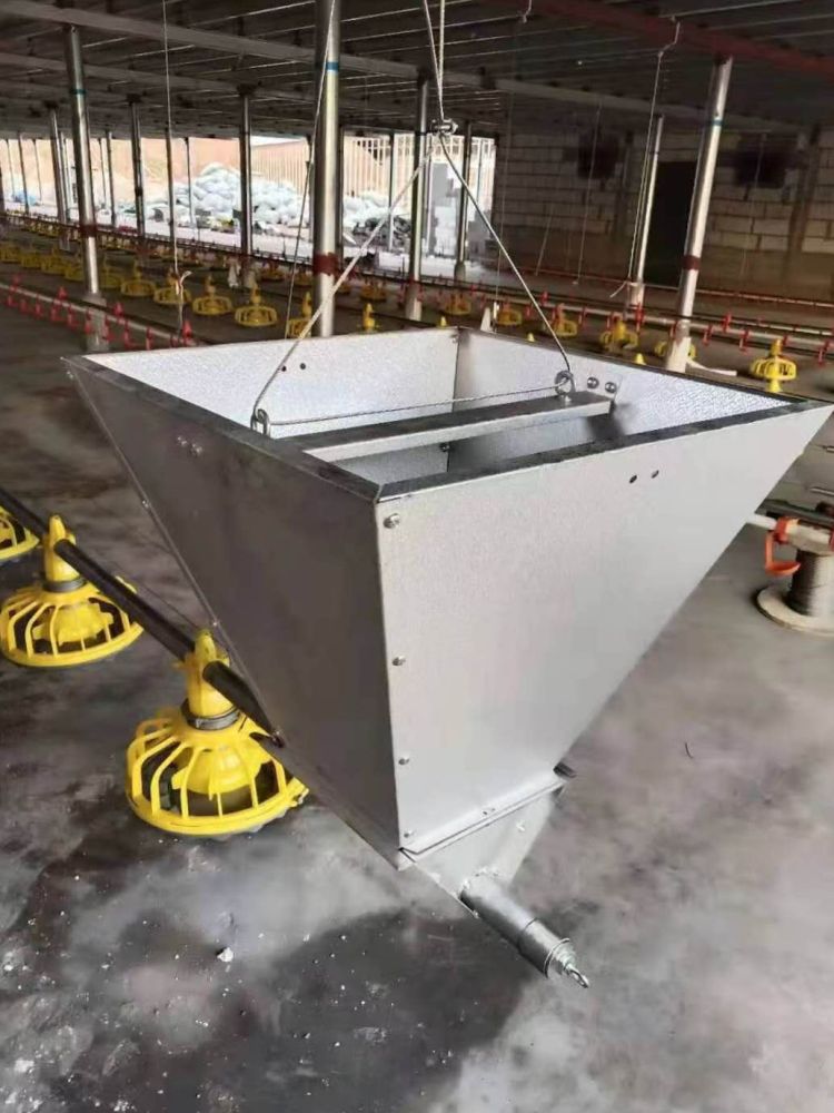 Thiết bị nuôi giống gà nuôi mặt phẳng