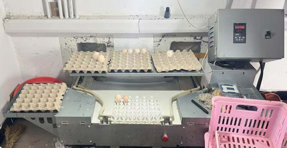 Thiết bị nuôi giống gà đẻ trứng giống