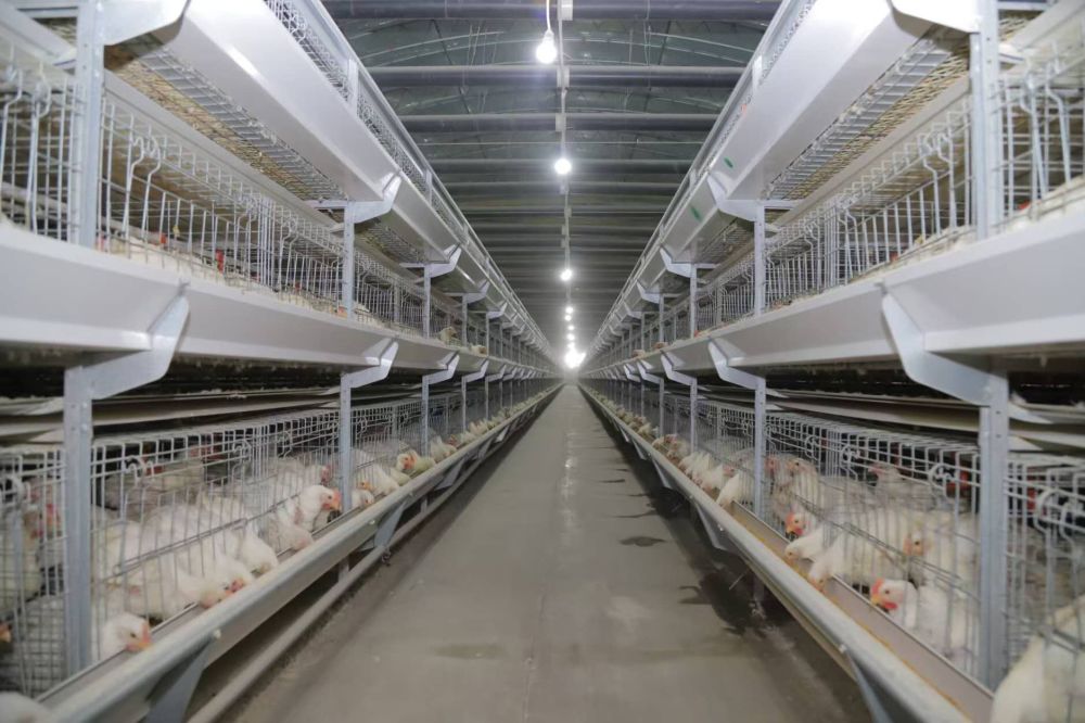 Thiết bị nuôi gà giống gà đẻ trứng
