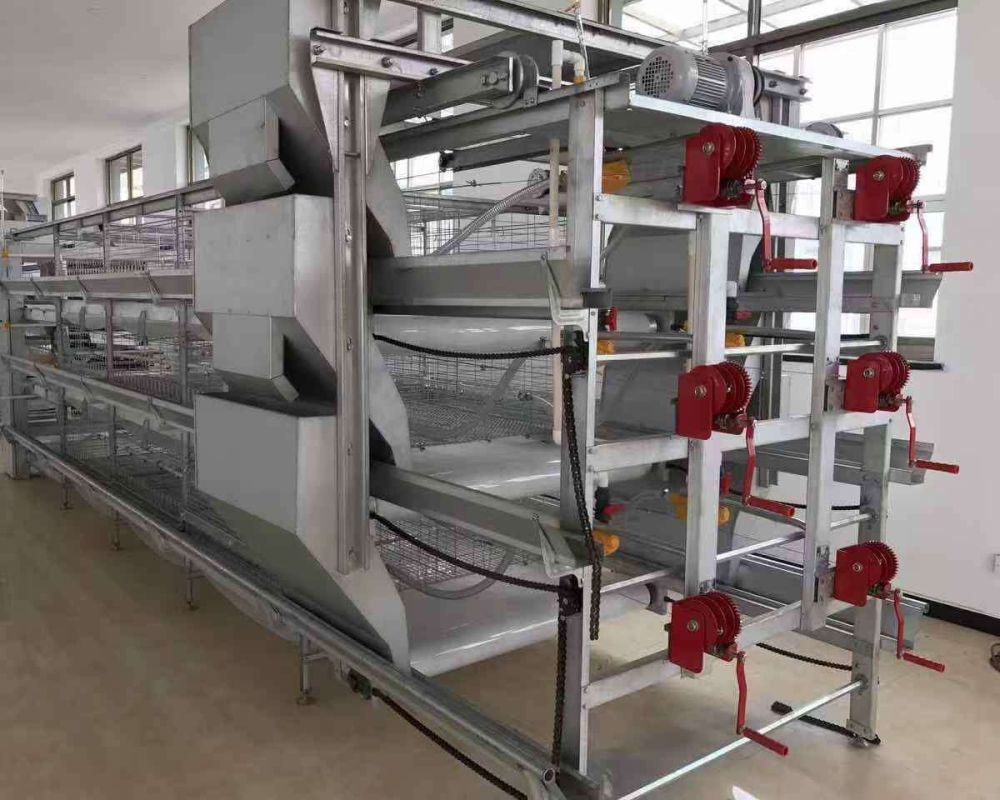 Thiết bị nuôi gà giống gà đẻ trứng